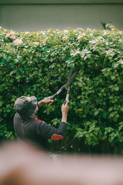 A gardener wearing a wide-brimmed hat and dark clothing is trimming a dense, green hedge with long-handled pruning shears. The hedge comprises small, glossy leaves and some pale pink flowers, indicating a flowering shrub used for garden borders. The background shows part of a smooth, green-painted wall, suggesting the garden is enclosed. In the lower part of the image, the blurred outline of an observer or additional foliage can be seen. The scene is lit with natural daylight, highlighting the vibrant green foliage and the precise pruning activity, typical of garden maintenance and landscaping work performed by professionals like Gardeners Kennington.