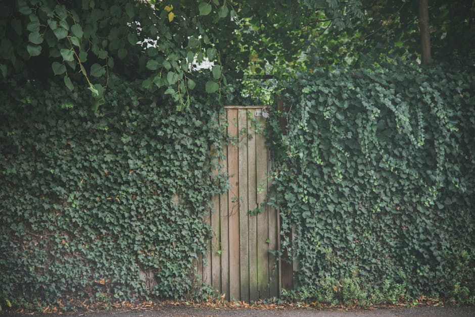 A wooden garden gate, set within a dense hedge of ivy and leafy plants, is visible in the center of the image. The gate is made of vertical wooden planks with a slightly weathered appearance, featuring a metal latch and hinges. The hedge surrounds the gate on both sides and extends above, with thick, dark green leaves creating a lush, textured backdrop. The ground beneath the hedge is covered with fallen leaves and small plants, and the scene is illuminated by soft, natural light filtering through the surrounding trees, suggesting a quiet, well-maintained garden area. This garden scene exemplifies outdoor garden maintenance and landscaping work, emphasizing hedge trimming and general upkeep by Gardeners Kennington.