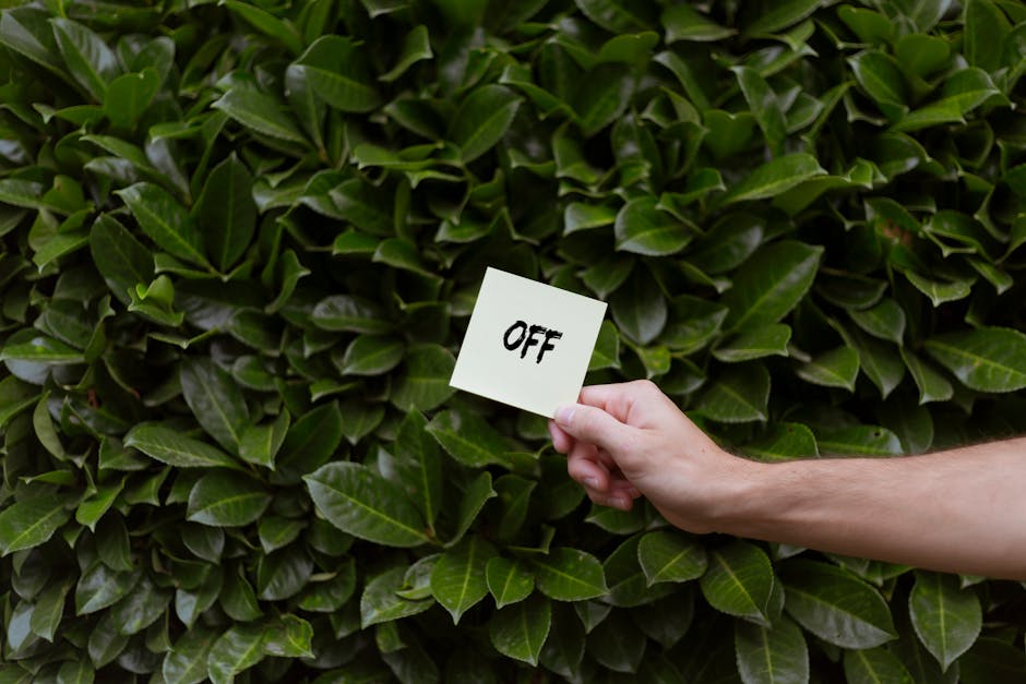 A gardener wearing a wide-brimmed hat and dark clothing is trimming a dense, green hedge with long-handled pruning shears. The hedge comprises small, glossy leaves and some pale pink flowers, indicating a flowering shrub used for garden borders. The background shows part of a smooth, green-painted wall, suggesting the garden is enclosed. In the lower part of the image, the blurred outline of an observer or additional foliage can be seen. The scene is lit with natural daylight, highlighting the vibrant green foliage and the precise pruning activity, typical of garden maintenance and landscaping work performed by professionals like Gardeners Kennington.